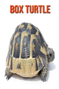Box Turtle