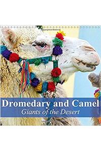Dromedary and Camel - Giants of the Desert 2017