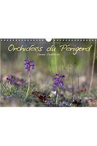 Orchidees Du Perigord 2017