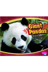 Giant Pandas