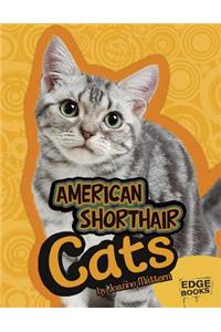 American Shorthair Cats