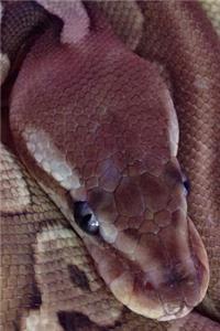 Ball Python Snake Journal