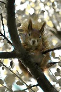 Red Squirrel Checking You Out Journal