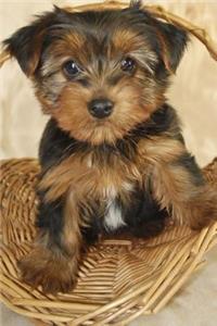 A Precious Little Yorkshire Terrier Puppy Dog Journal
