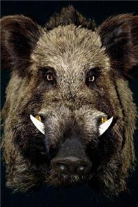 An Intense Wild Boar Sus scrofa Animal Journal