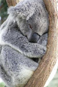 My Favorite Animal, Koala Bear Journal