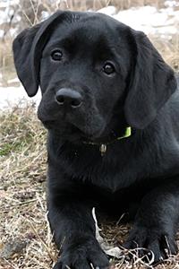Black Lab Puppy Planner