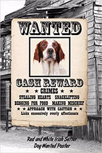 Red and White Irish Setter Dog Wanted Poster
