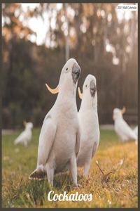 Cockatoos 2021 Wall Calendar