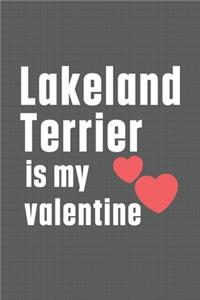 Lakeland Terrier is my valentine