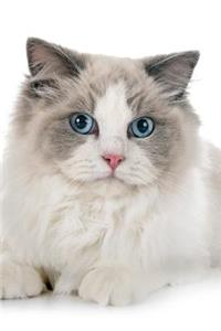 Ragdoll