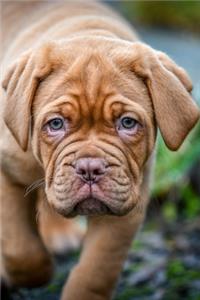 French Mastiff Puppy Journal: 150 Page Lined Notebook/Diary