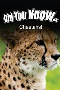 Cheetahs