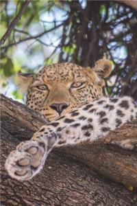 Leopard in a Tree Journal