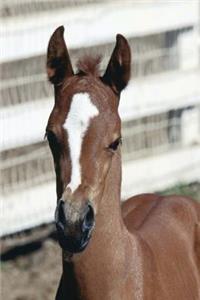 Equine Journal Foal With Stripe