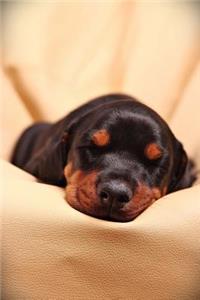 Sweet Snoozing Little Doberman Puppy Dog Pet Journal