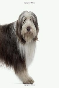 Bearded Collie