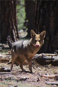 Cautious Coyote in the Wild Animal Journal