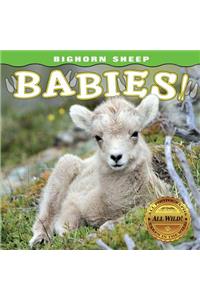 Bighorn Sheep Babies