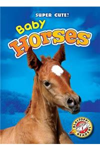 Baby Horses