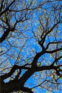 Tree Notebook