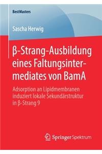 β-Strang-Ausbildung eines Faltungsintermediates von BamA