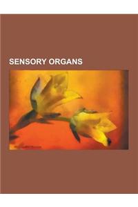 Sensory Organs: Ear, Eye, Skin, Tongue, Retina, Red-Eye Effect, Saccade, Iridology, Iris, Pupil, Tears, Incus, Malleus, Eardrum, Oval