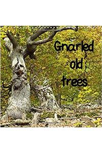 Gnarled Old Trees 2017