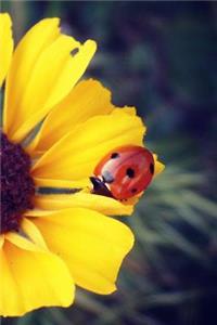 Ladybug Notebook