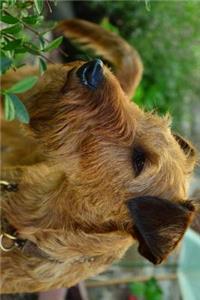 Irish Terrier in the Garden Journal