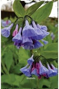 Bluebells