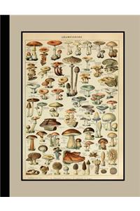 Vintage botanical illustration Journal: Champignons - The large botanical journal for the fungi lover or mycologist