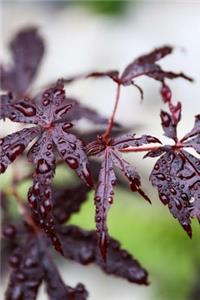 Japanese Maple Leaf Covered in Rain Drops Journal