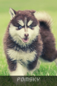 Pomsky