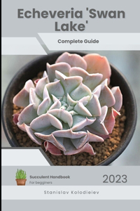 Echeveria 'Swan Lake'