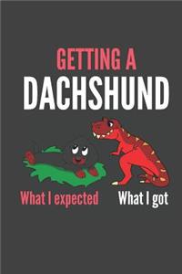 Getting A Dachshund What I Expected What I Got