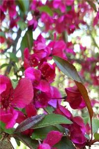 Journal Pretty Pink Flowering Tree Blooms