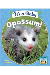 It's a Baby Opossum