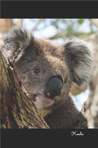 Koala