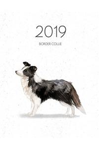 2019 Border Collie