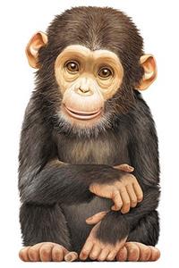 Little Chimp