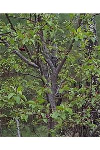 School Composition Book Trees First Spring Leaves Woods