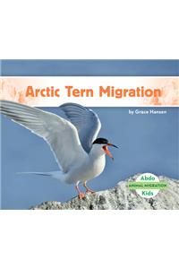 Arctic Tern Migration