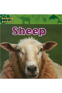 Sheep