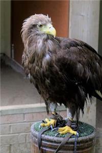 White Tailed Eagle Journal