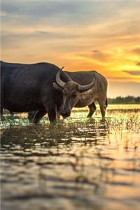 Water Buffalo in a Rice Paddy Thailand Journal