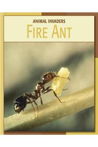 Fire Ant