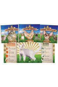Cat Craze Set 2 (Set)