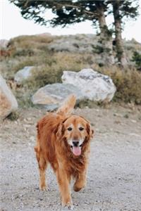 Golden Retriever Dog Pup Puppy Doggie Notebook Bullet Journal Diary Composition Book Notepad - A cozy Walk