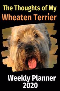 The Thoughts of My Wheaten Terrier